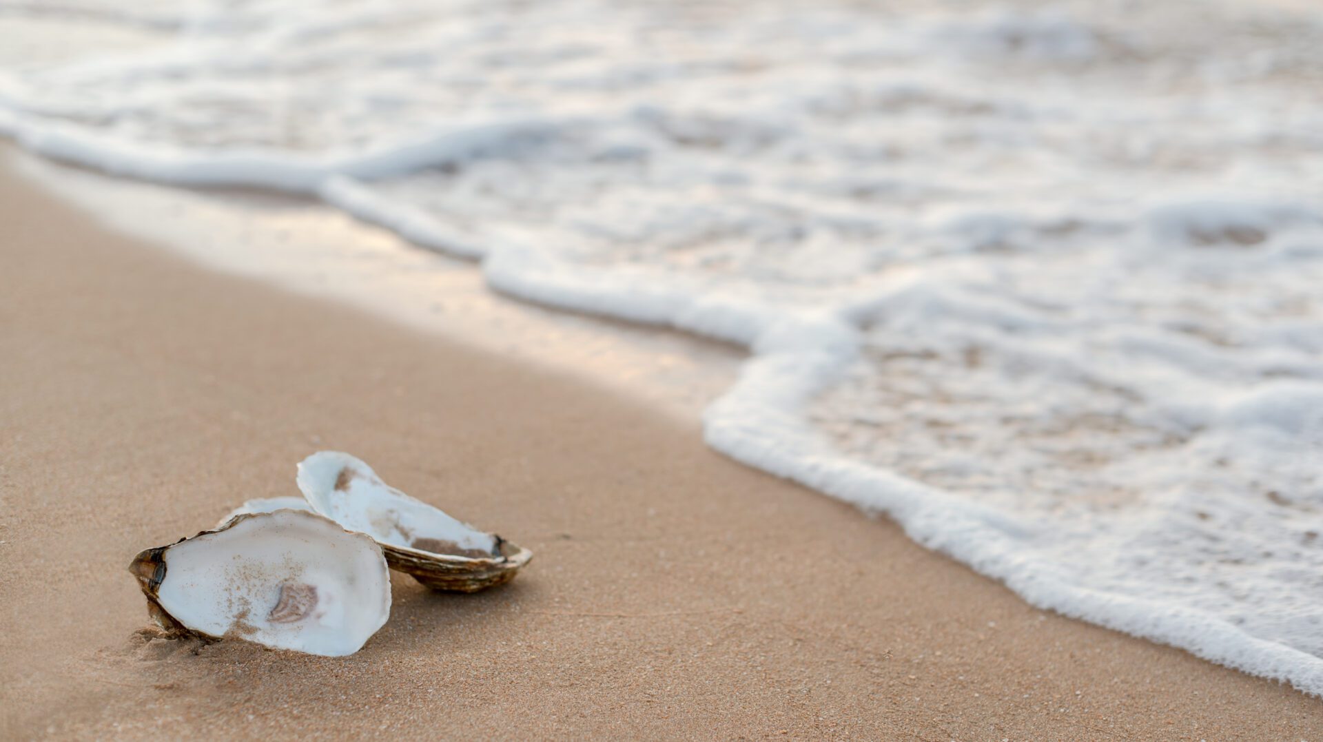 Shellaceded Oyster Shell oystershell_supplier | Crushed Oyster Shells by SHELLSCAPES